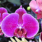 Phalaenopsis OX Prince B S Phalaenopsis OX Prince B S